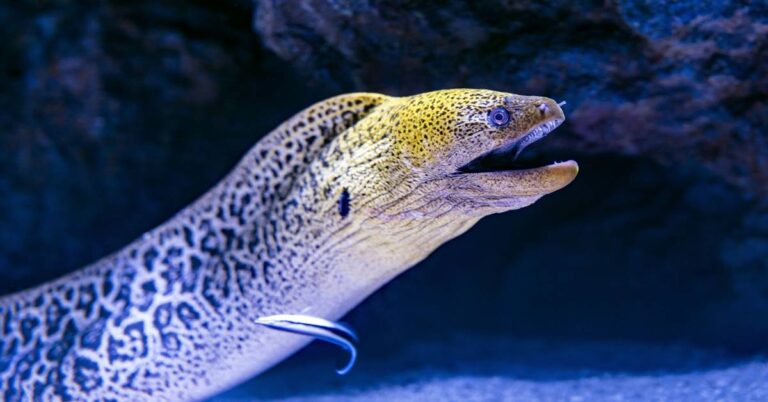 Freshwater Eel