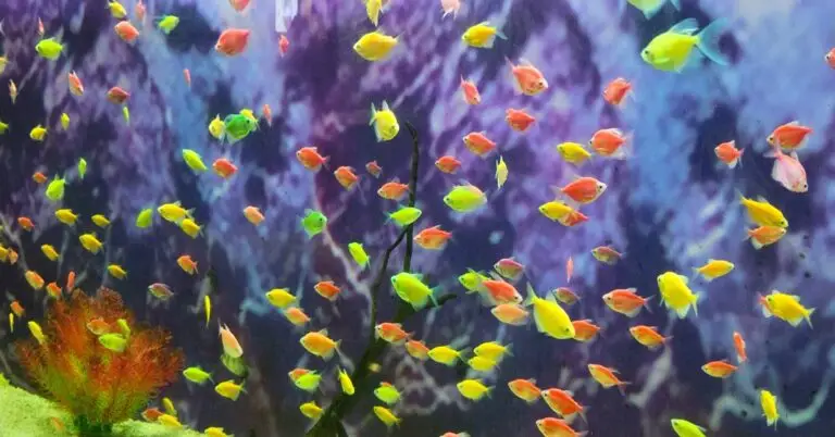 Neon Tetras