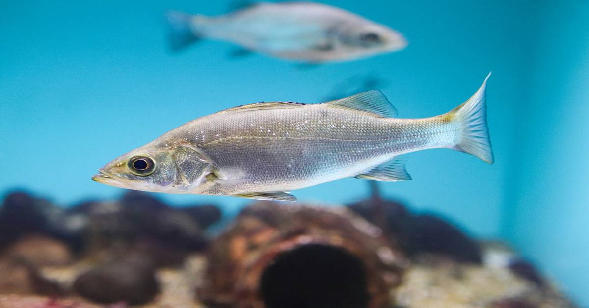 Sea Bass