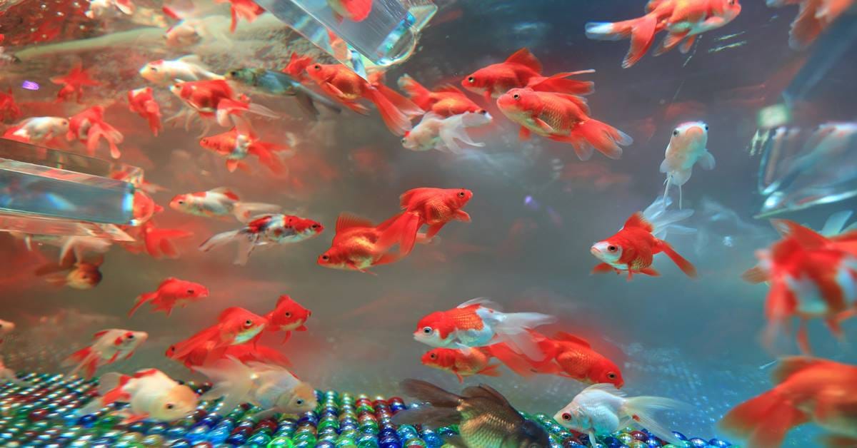 Goldfish