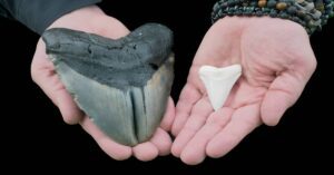 Lemon Shark Tooth: Identification